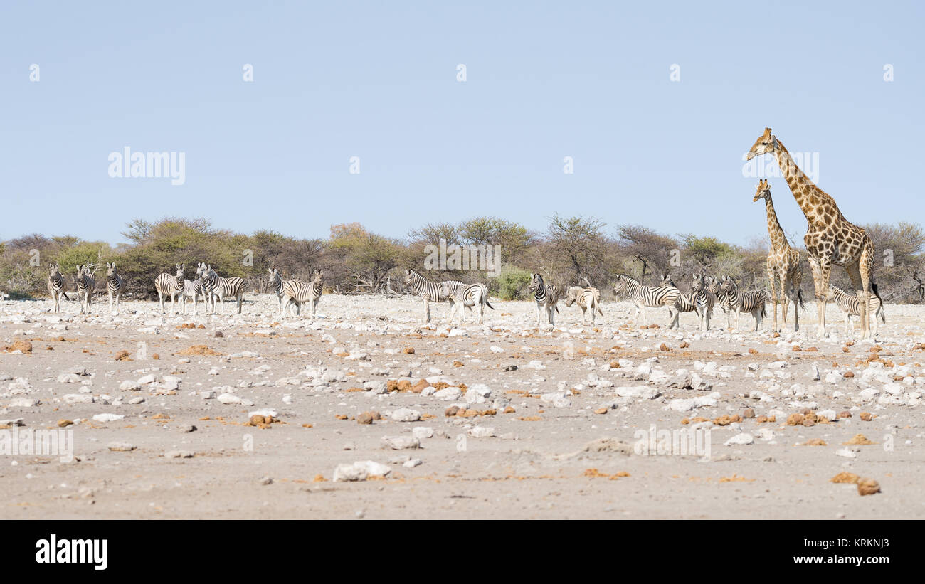 Giraffe walking in the bush on the desert pan. Wildlife Safari in the Etosha National Park, the main travel destination in Namibia, Africa. Stock Photo