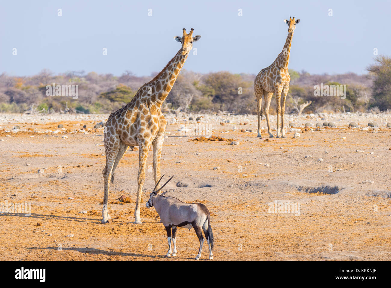 Giraffe walking in the bush on the desert pan. Wildlife Safari in the Etosha National Park, the main travel destination in Namibia, Africa. Stock Photo