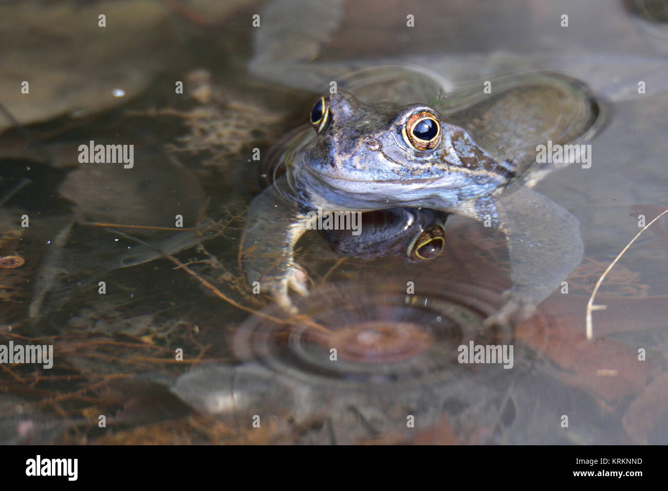 common frog Stock Photo