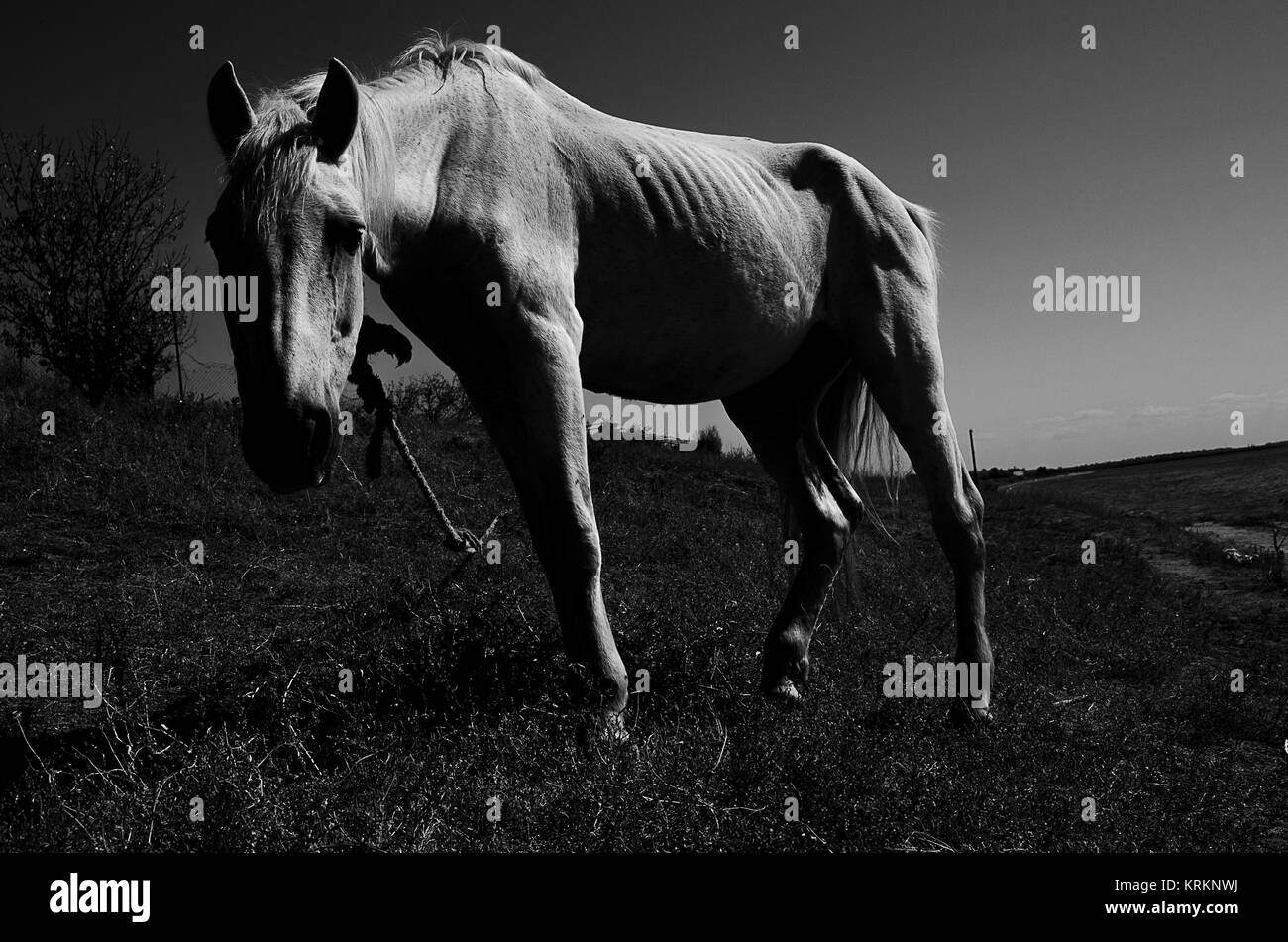 White horse on the river bank Stock Photo