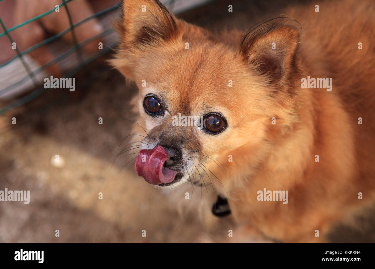 Small Long Haired Chihuahua Mixed Breed Dog Stock Photo 169466112