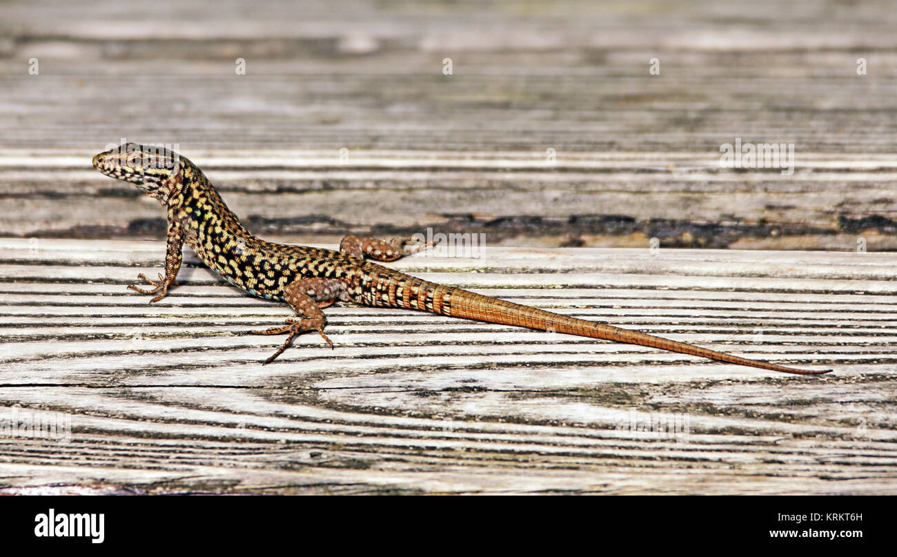 males of the common wall lizard in heidelberg Stock Photo