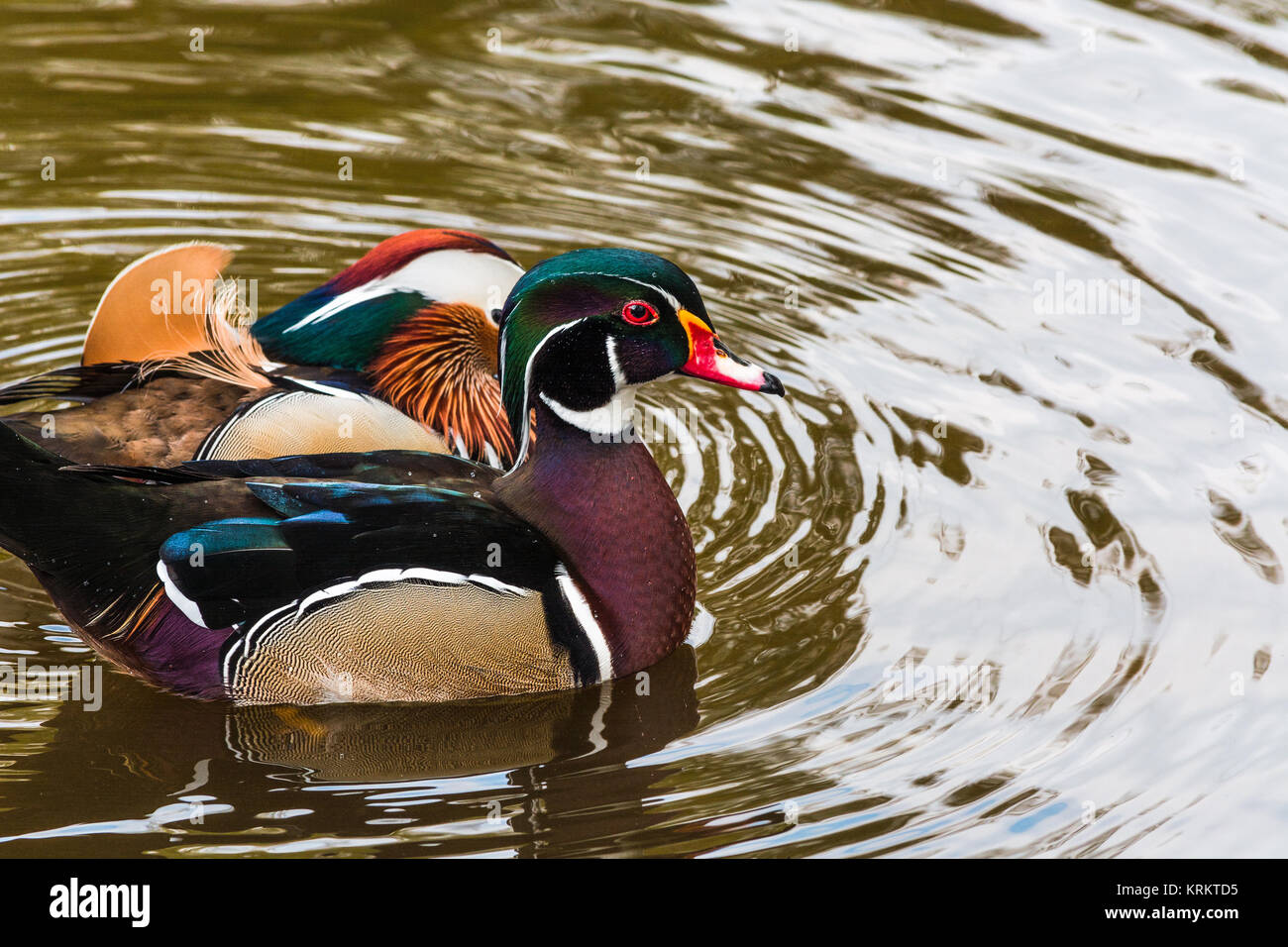 mandarin ducks on a pond Stock Photo