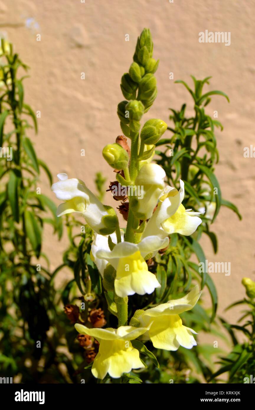 Beautiful flowers of garden in CrÃ¨ta Stock Photo - Alamy