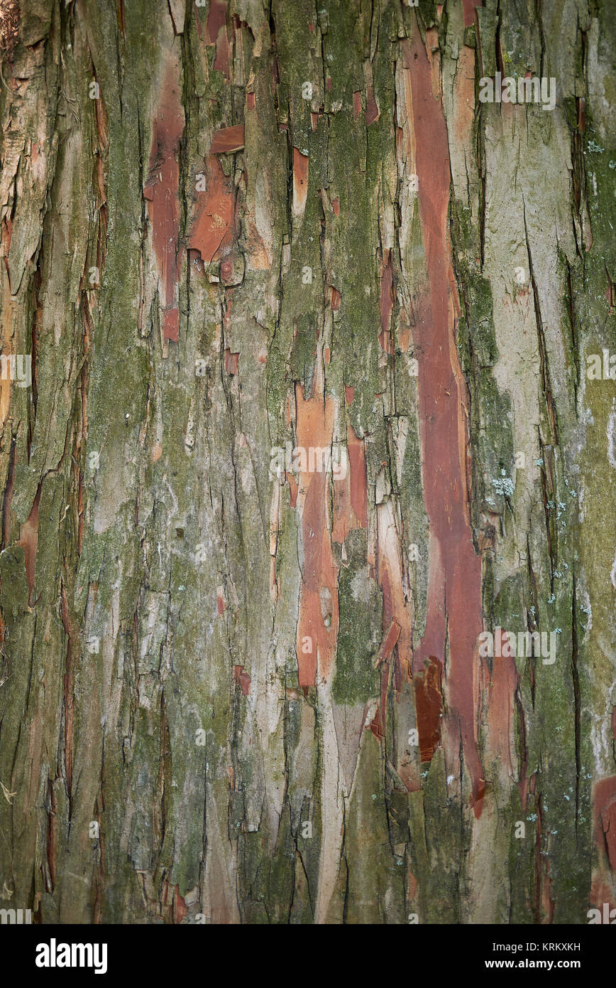 Taxodium distichum Stock Photo