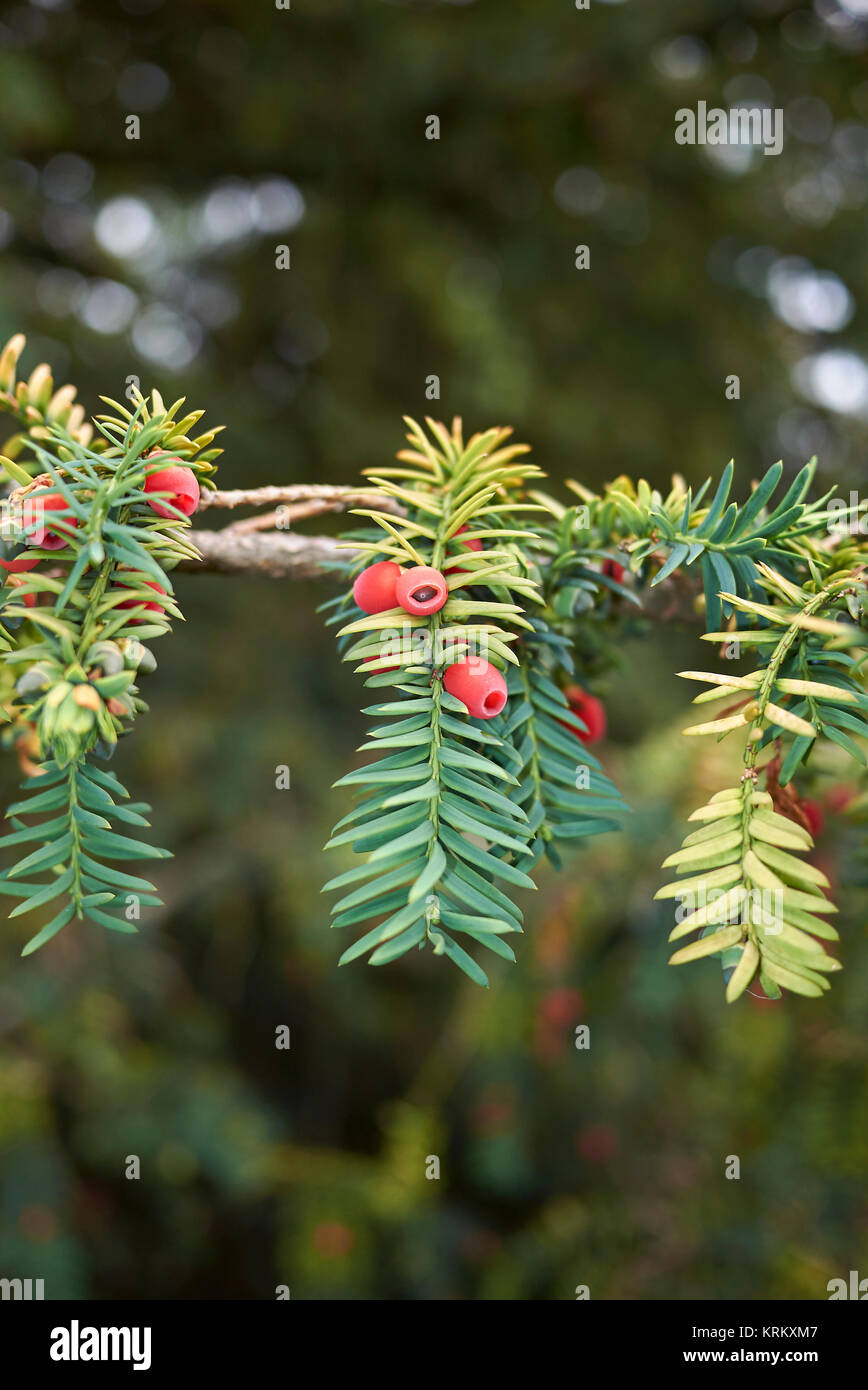 English yew arils taxus baccata hires stock photography and images Alamy