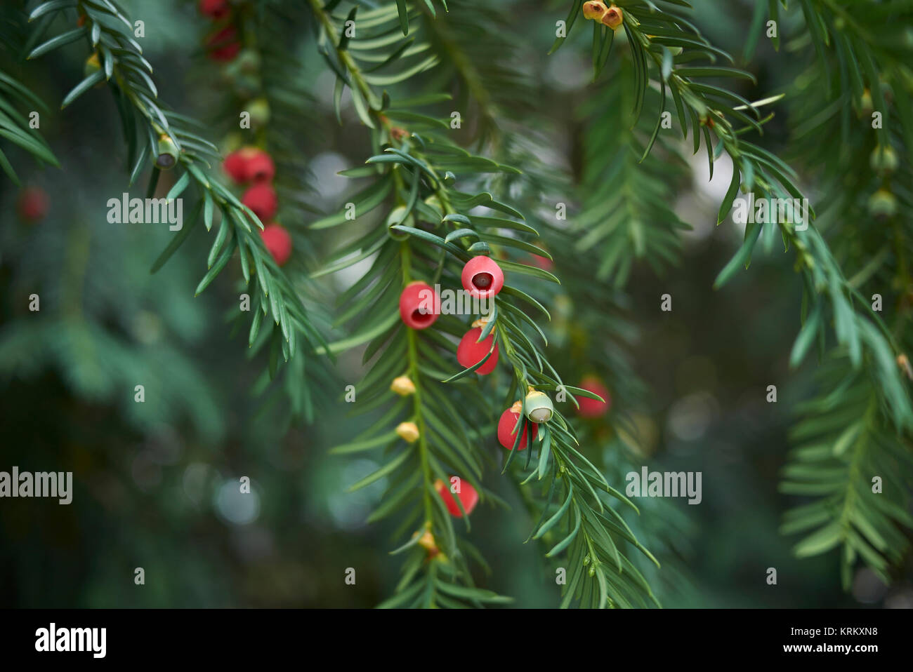 English Yew Arils Taxus Baccata High Resolution Stock Photography and
