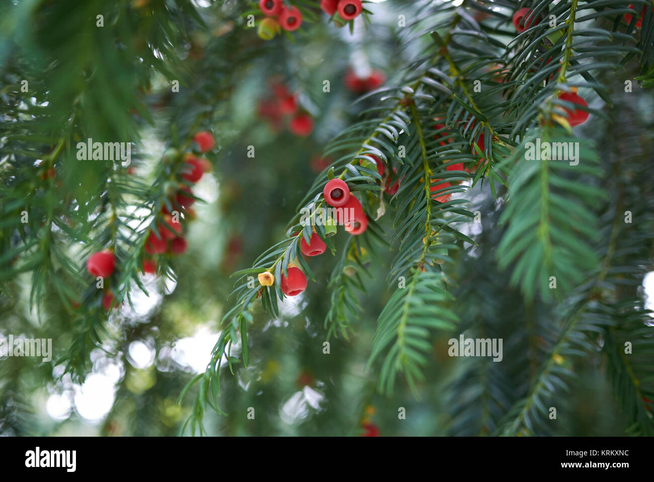 English yew arils taxus baccata hires stock photography and images Alamy