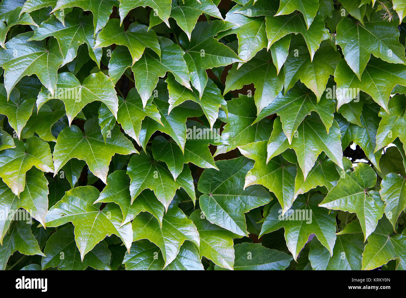parthenocissus tricuspidata on a wall in styria Stock Photo