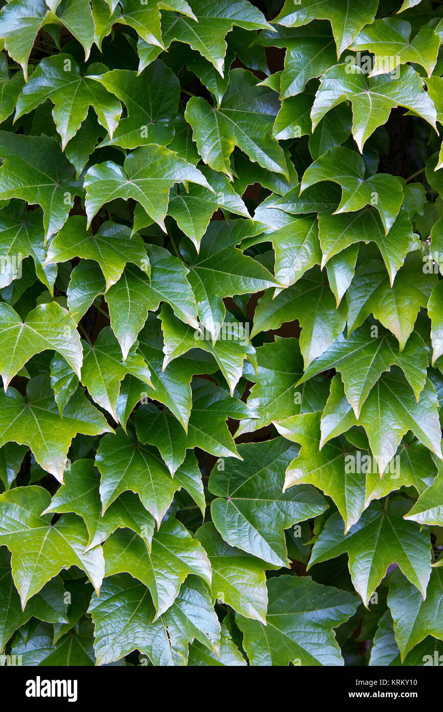 parthenocissus tricuspidata on a wall in styria Stock Photo