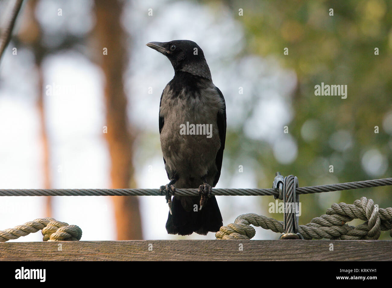 crow sits on tightrope in the open air Stock Photo - Alamy
