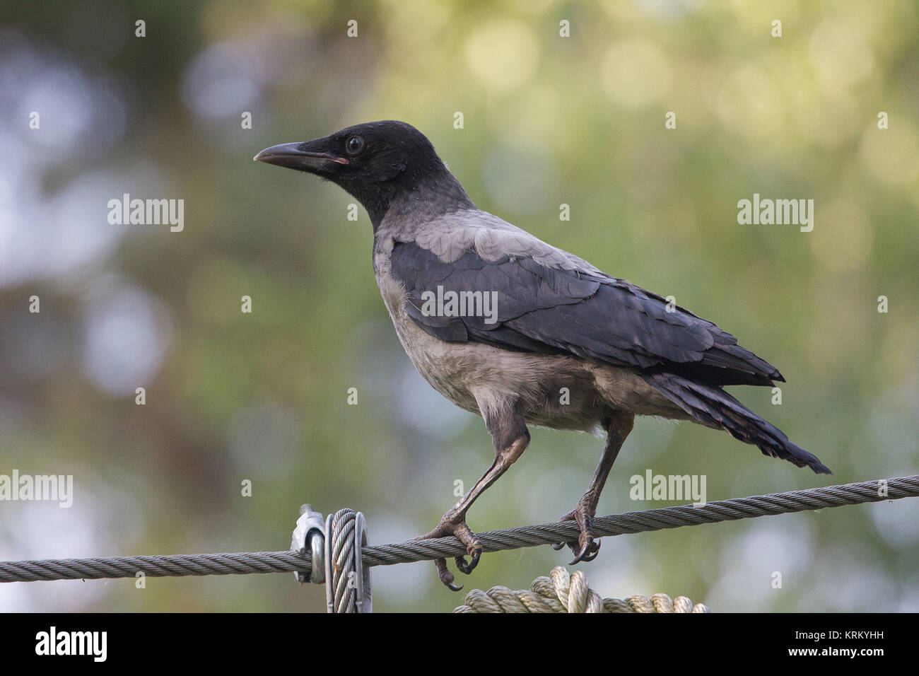 crow sits on tightrope in the open air Stock Photo - Alamy