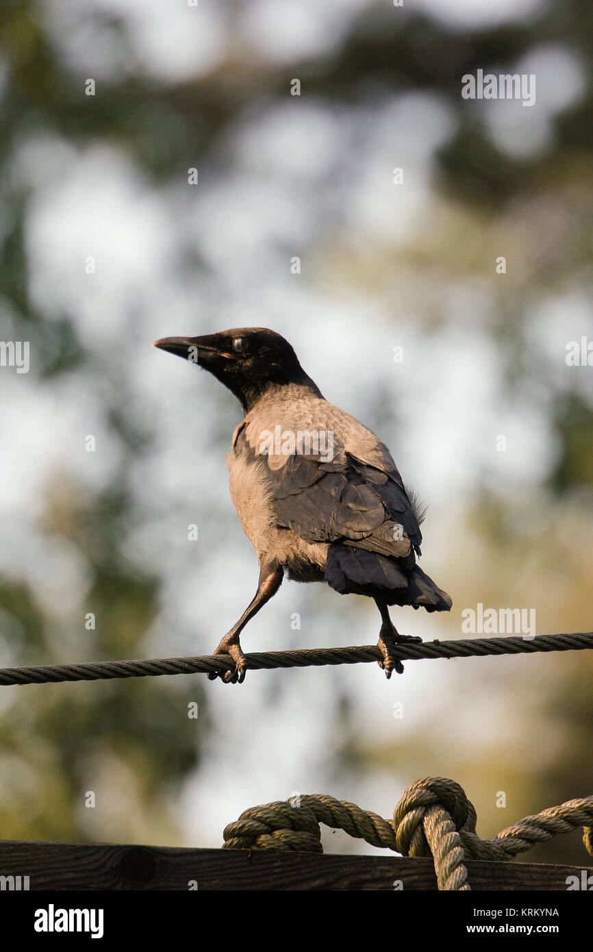 crow sits on tightrope in the open air Stock Photo - Alamy