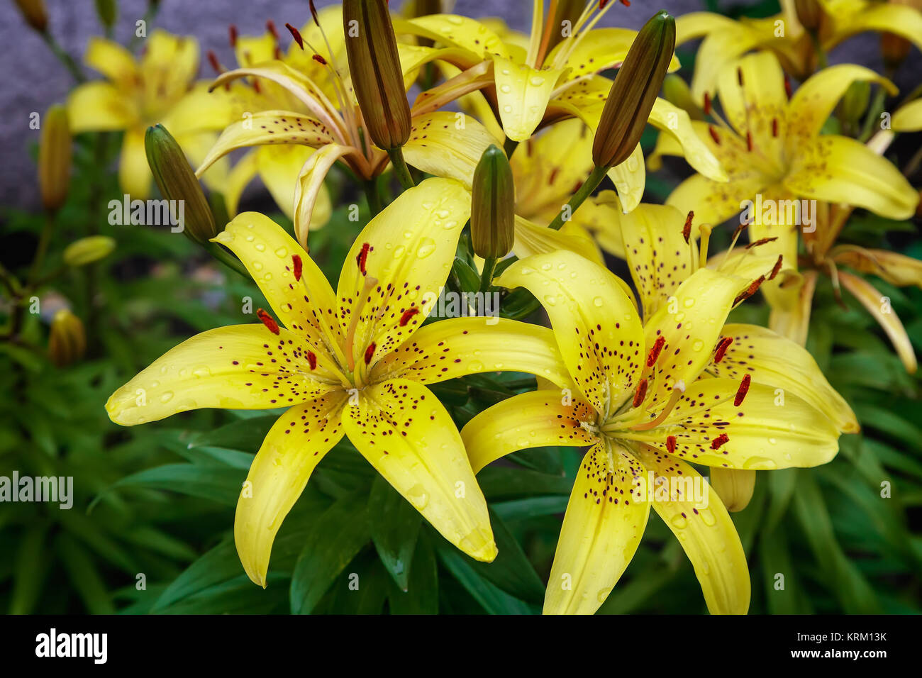 Yellow lilies blossom among the leaves so green Stock Photo