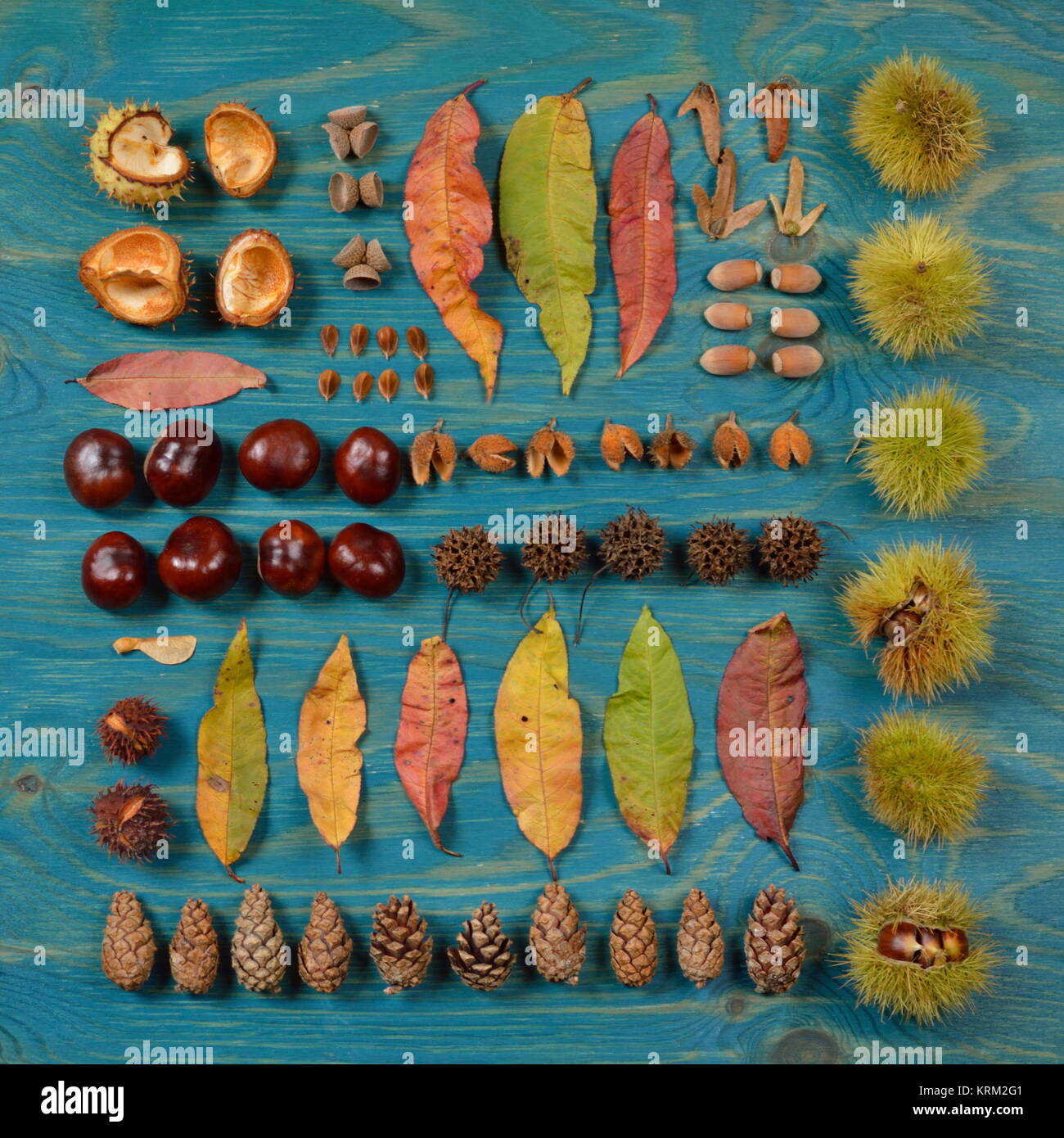 autumn flat lay with leaves, seeds and fruits in a square on cyan wood Stock Photo