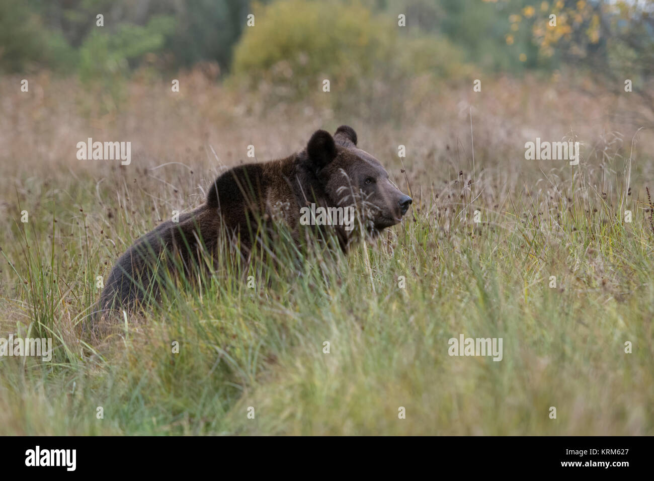 Brown Bear / Braunbaer ( Ursus arctos ), sitting in high grass of a wet meadow, swamp, bog, marshland, watching, nice autumnal colours, Europe. Stock Photo