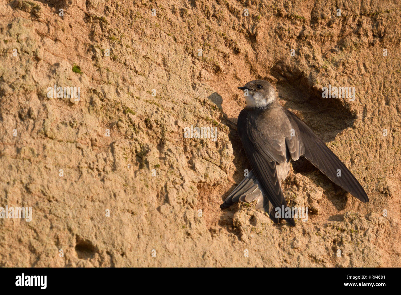 Sand Martin / Bank Swallow ( Riparia riparia ) perched at the sand wall of a river bank, stretching its wings to hold itself in place, Europe. Stock Photo