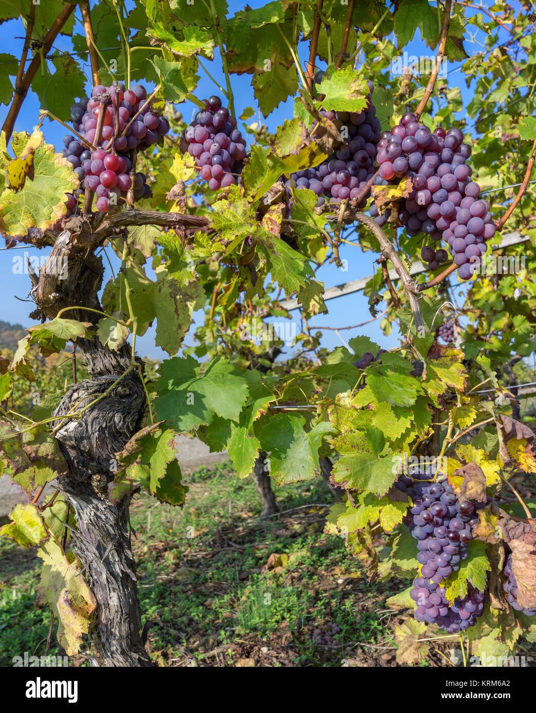 vine in autumn with ripe purple grapes Stock Photo