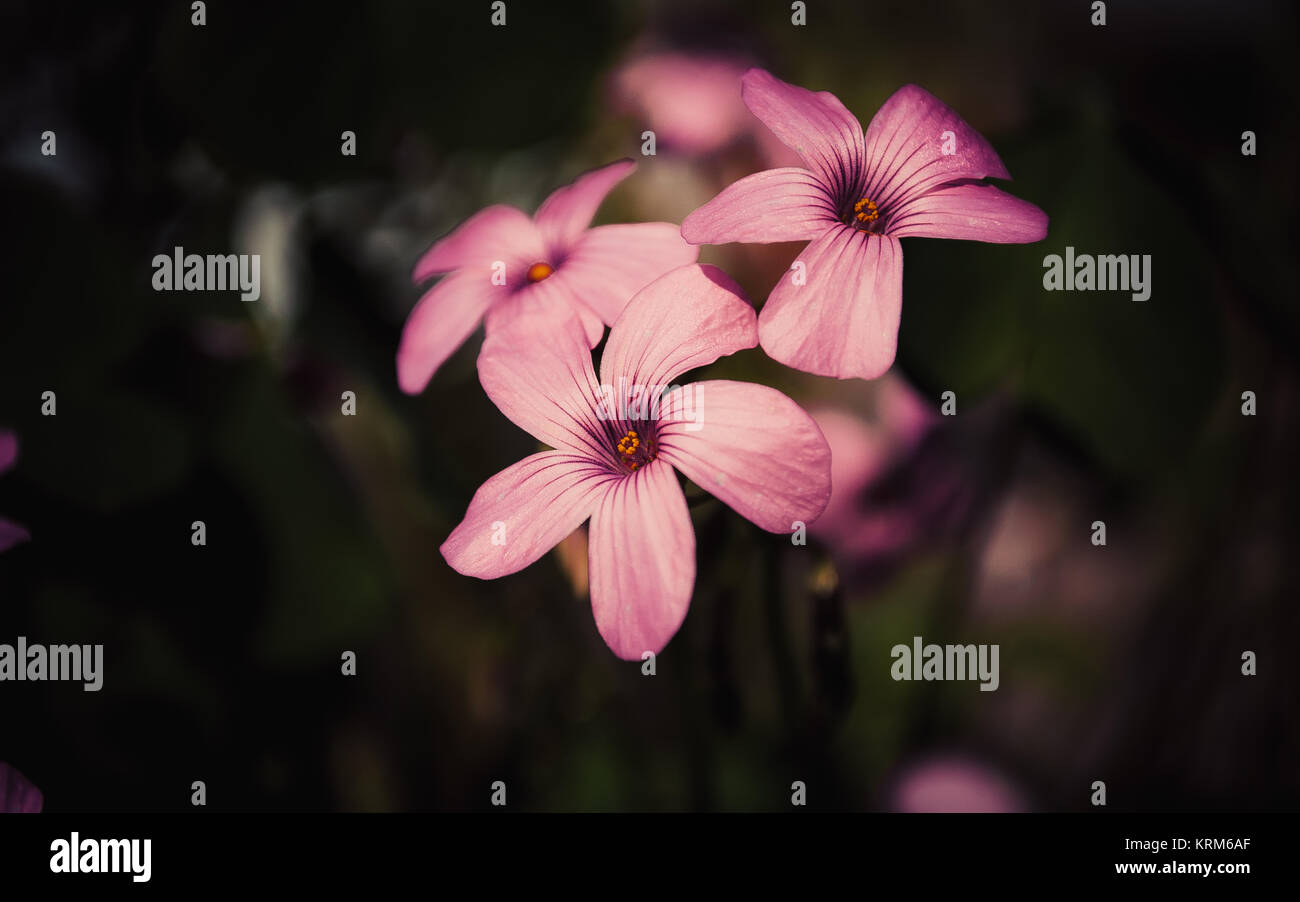 pink oxalis flower close up Stock Photo Alamy