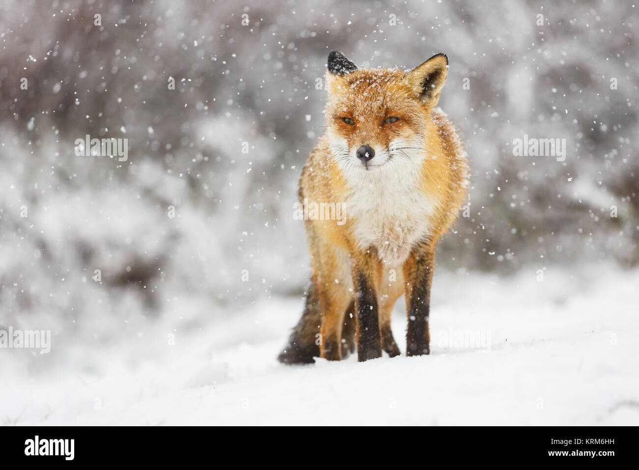 red fox in the snow Stock Photo