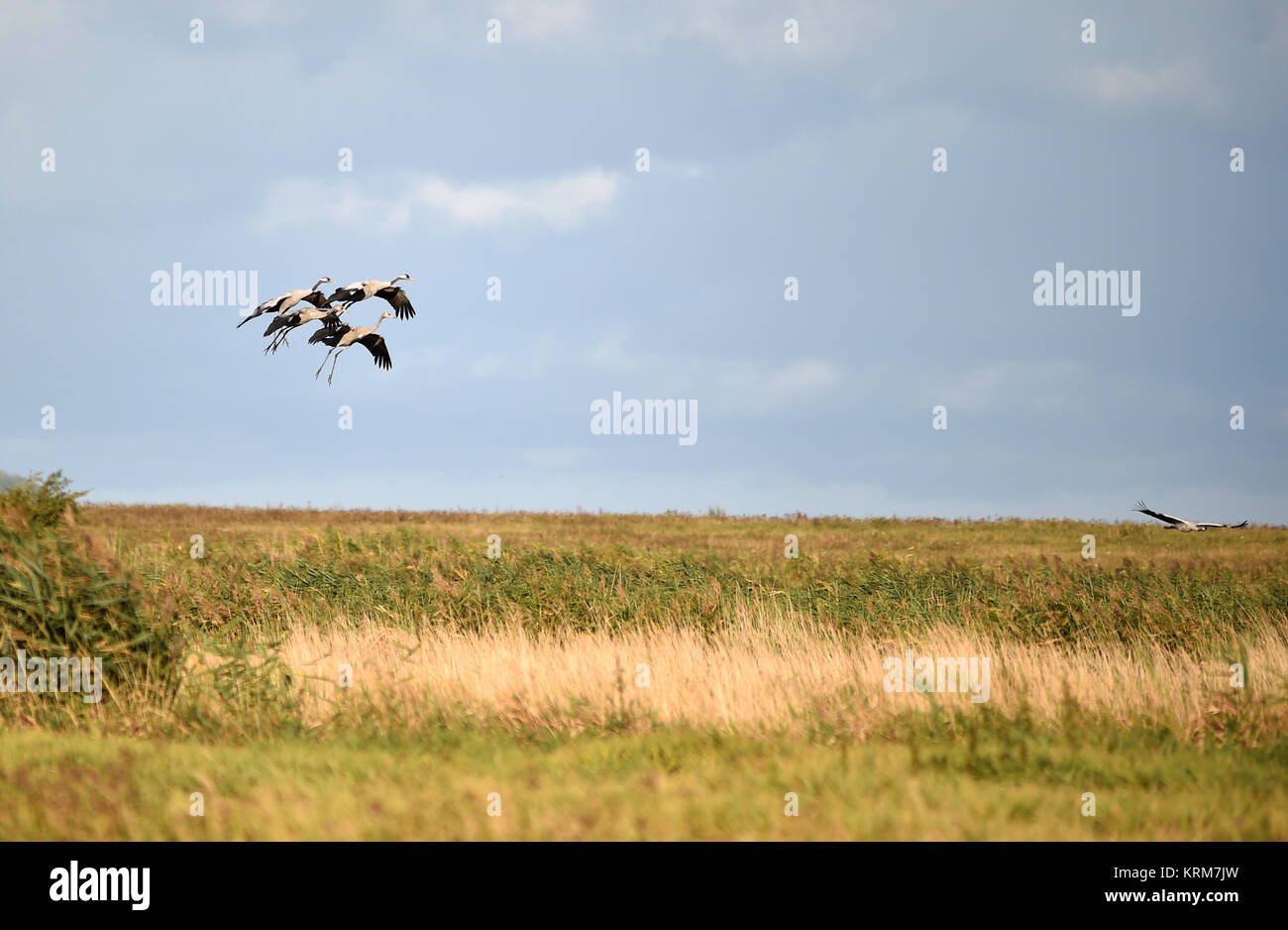 cranes land Stock Photo