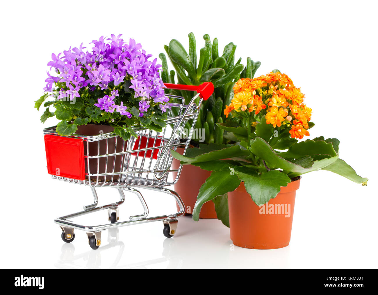 Blaue Campanula in den Warenkorb und kalanchoe Calandiva Blumen Stock Photo