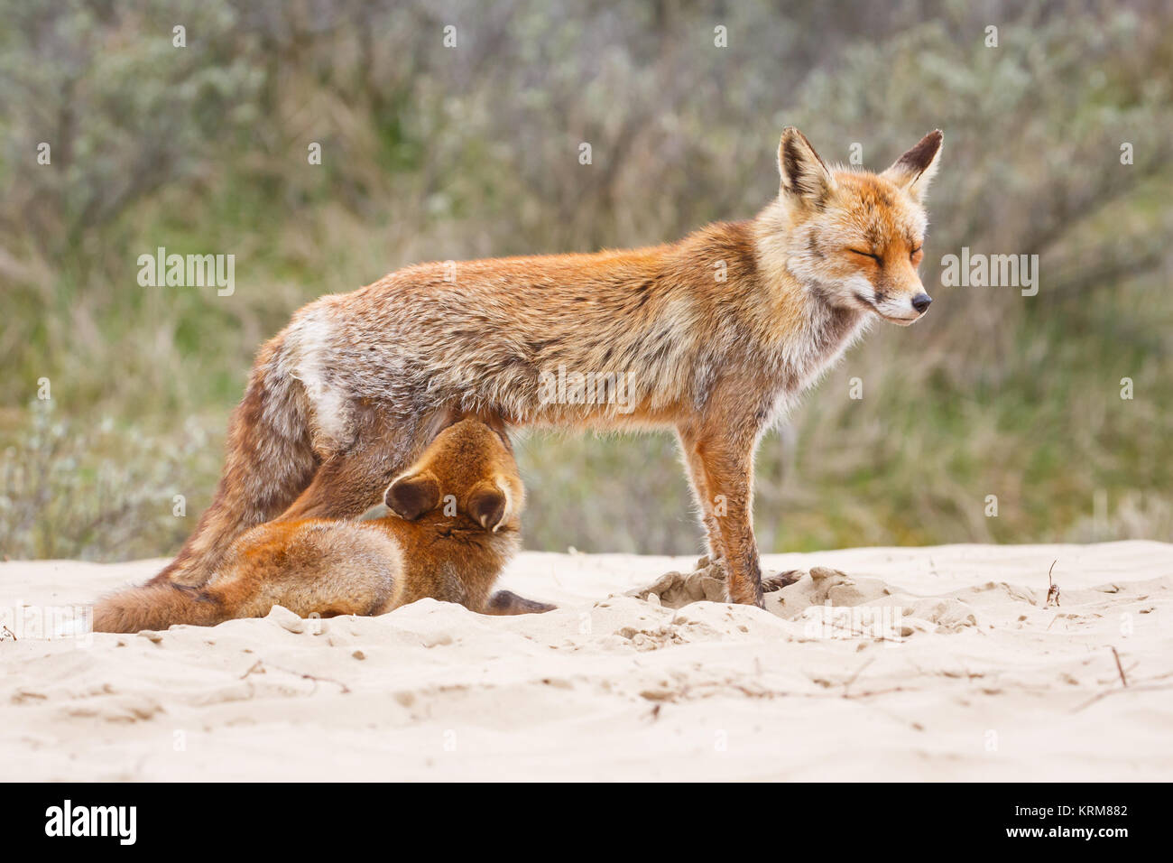 red fox cub during springtime Stock Photo