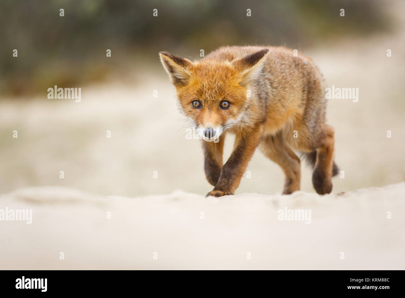 red fox cub during springtime Stock Photo - Alamy
