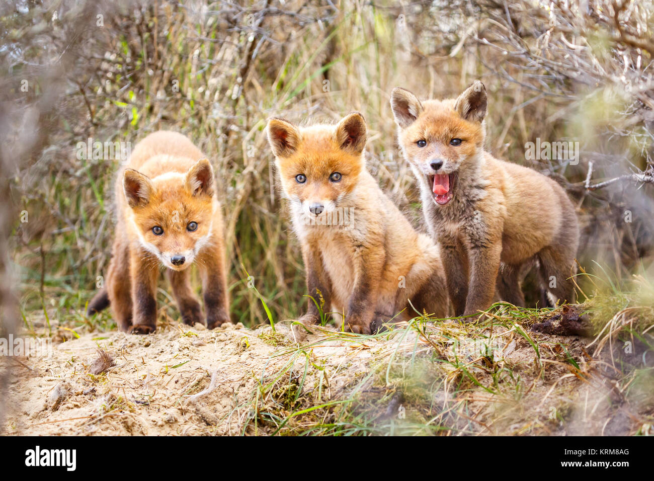 red fox cubs Stock Photo