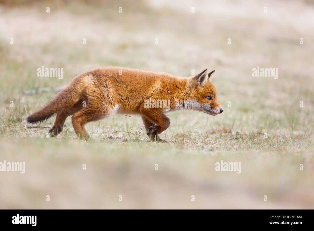 red fox cub during springtime Stock Photo