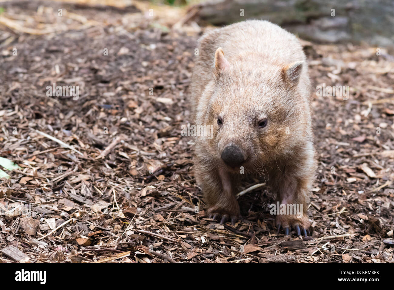 Close-up on an wombat, Australian native animal Stock Photo
