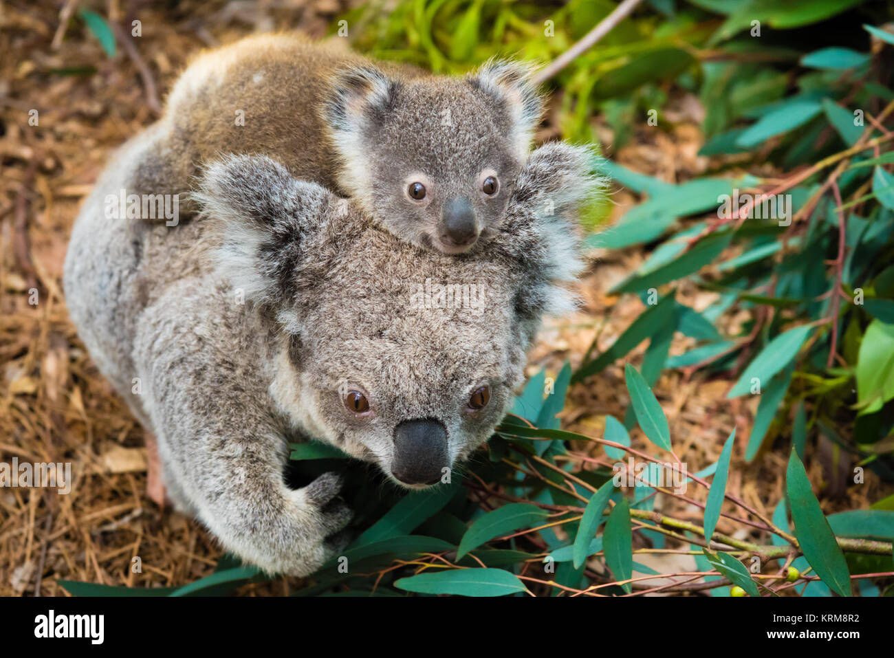 Australian koala bear native animal with baby Stock Photo - Alamy