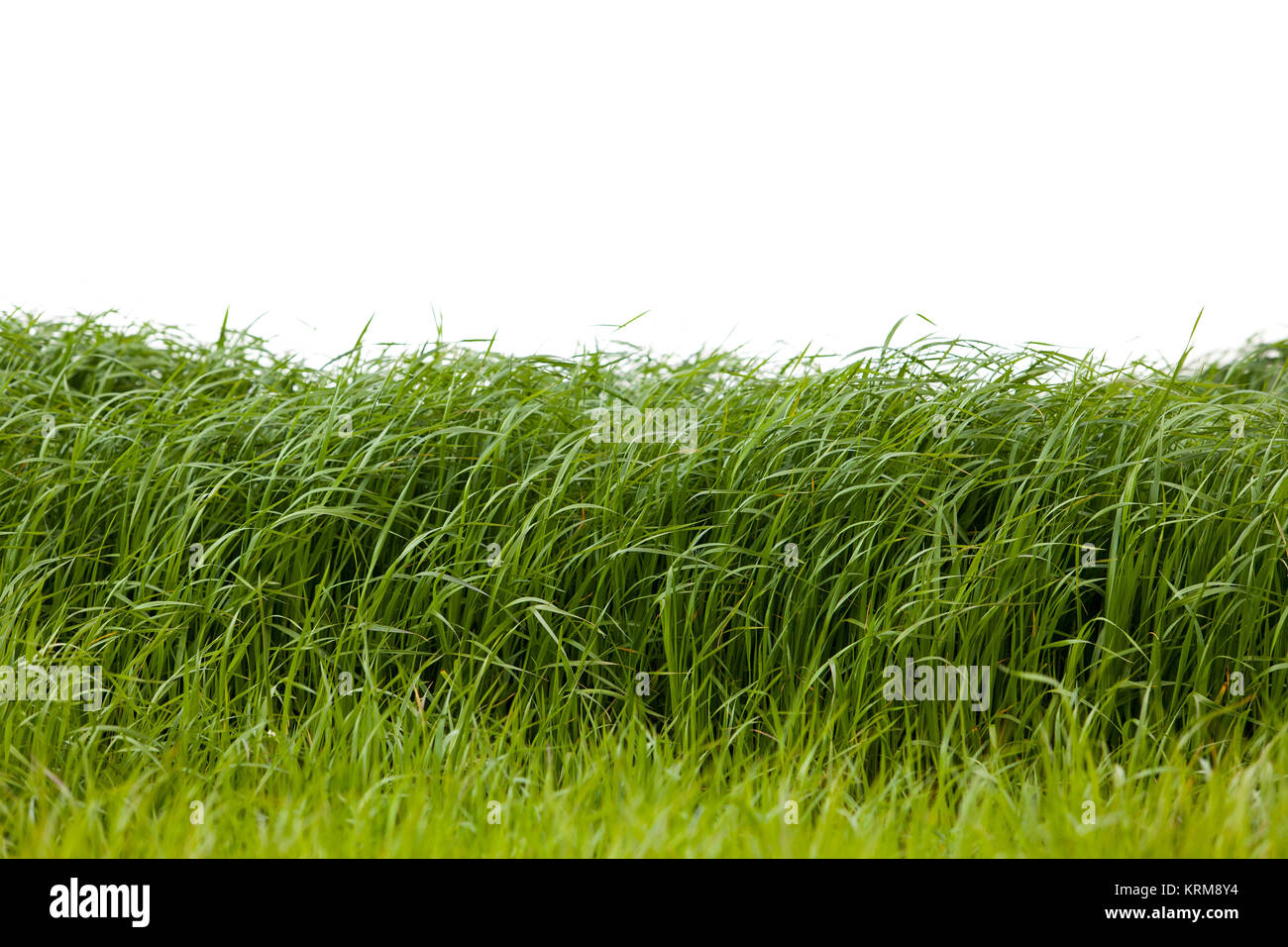 Grass isolated on white background Stock Photo - Alamy