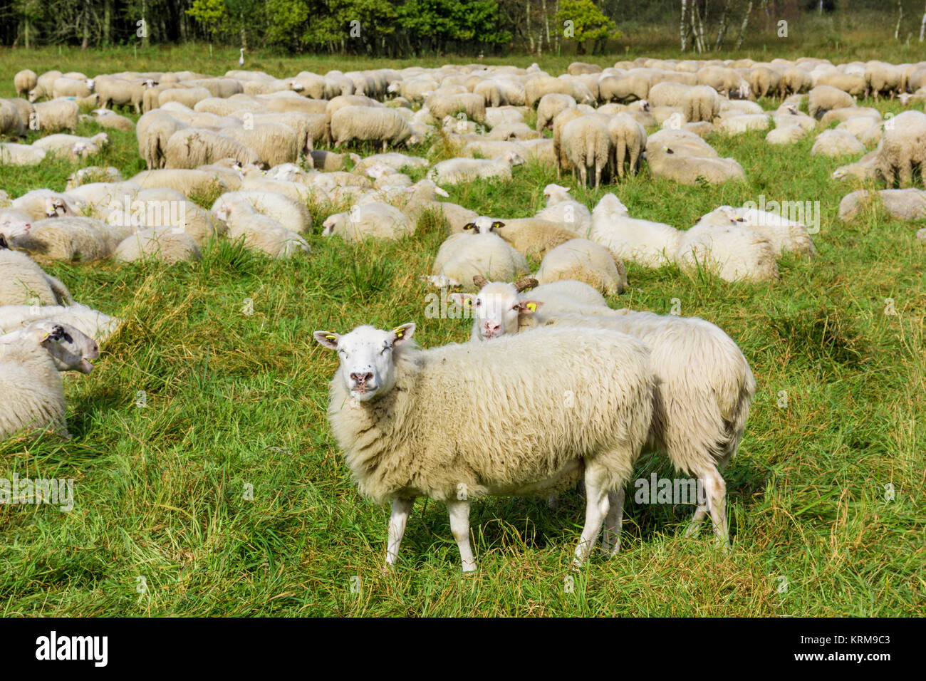 Flock of sheep grazing. sheep in meadow Stock Photo - Alamy