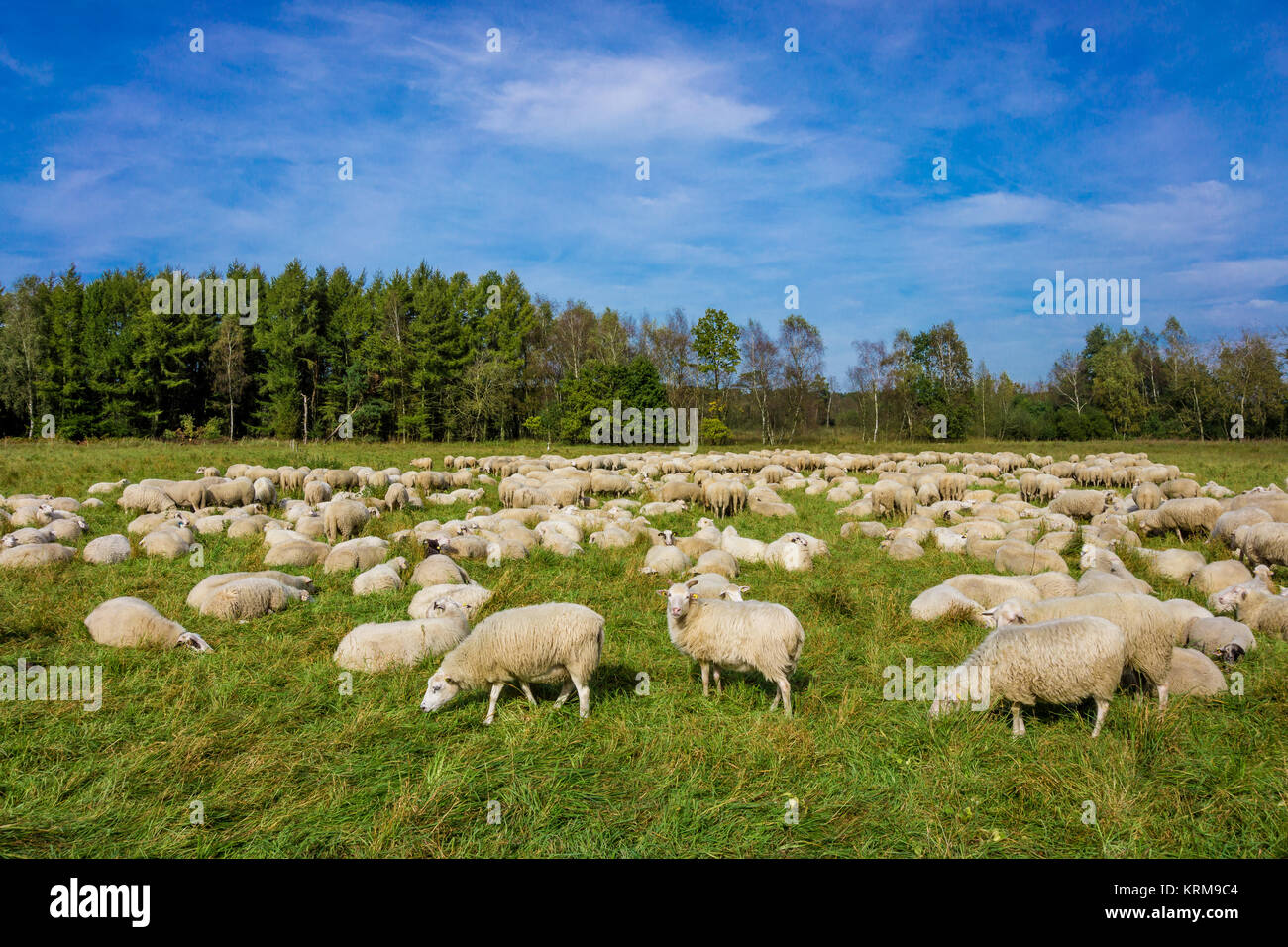 Flock of sheep grazing. sheep in meadow Stock Photo - Alamy