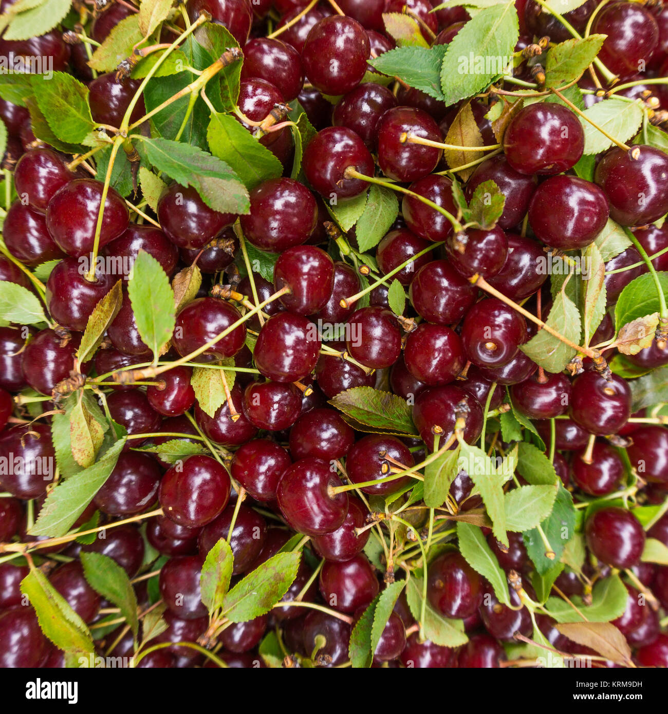 Background of ripe cherries. Cherry selection Stock Photo - Alamy