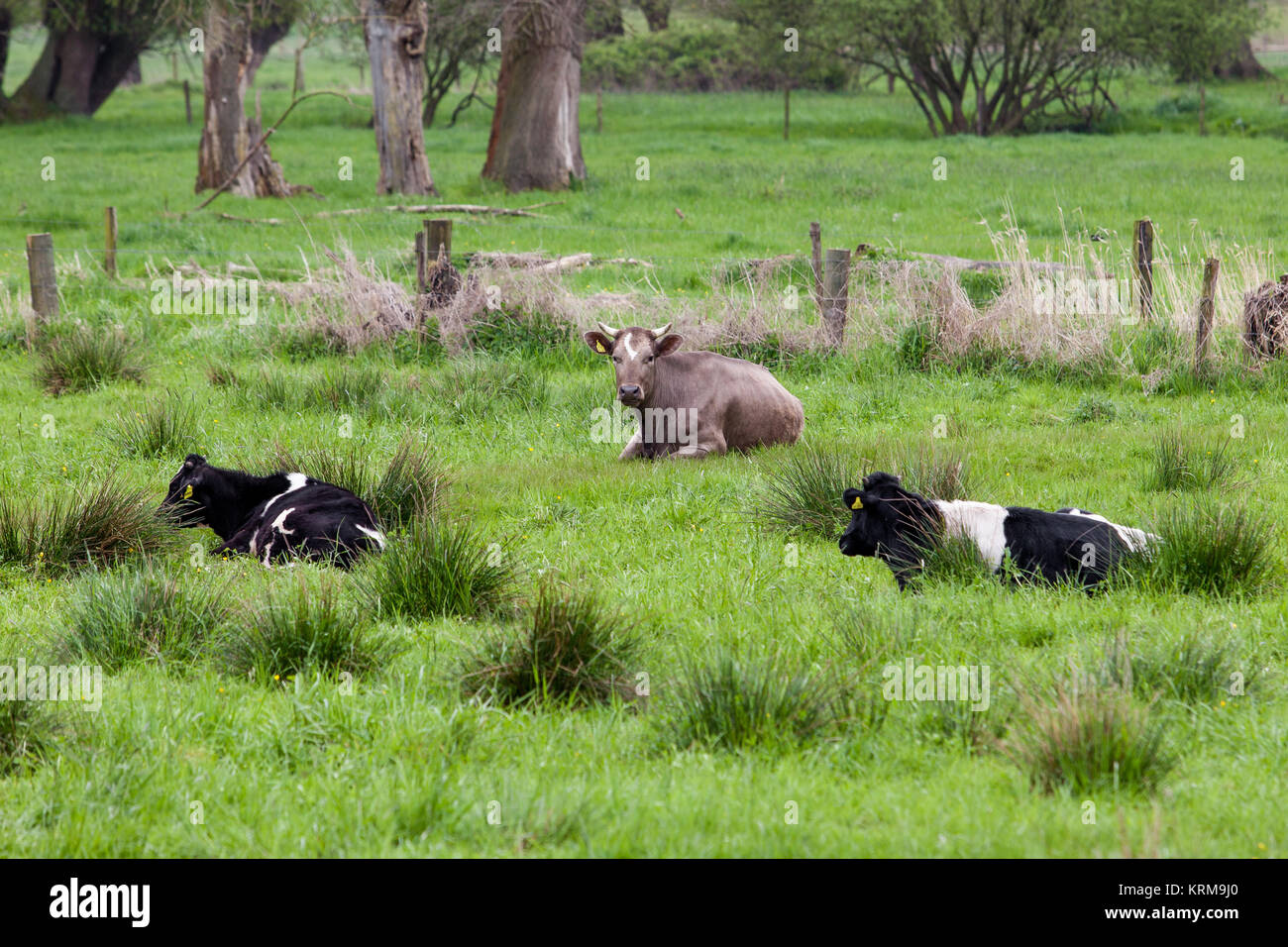Cows on a green field Stock Photo - Alamy