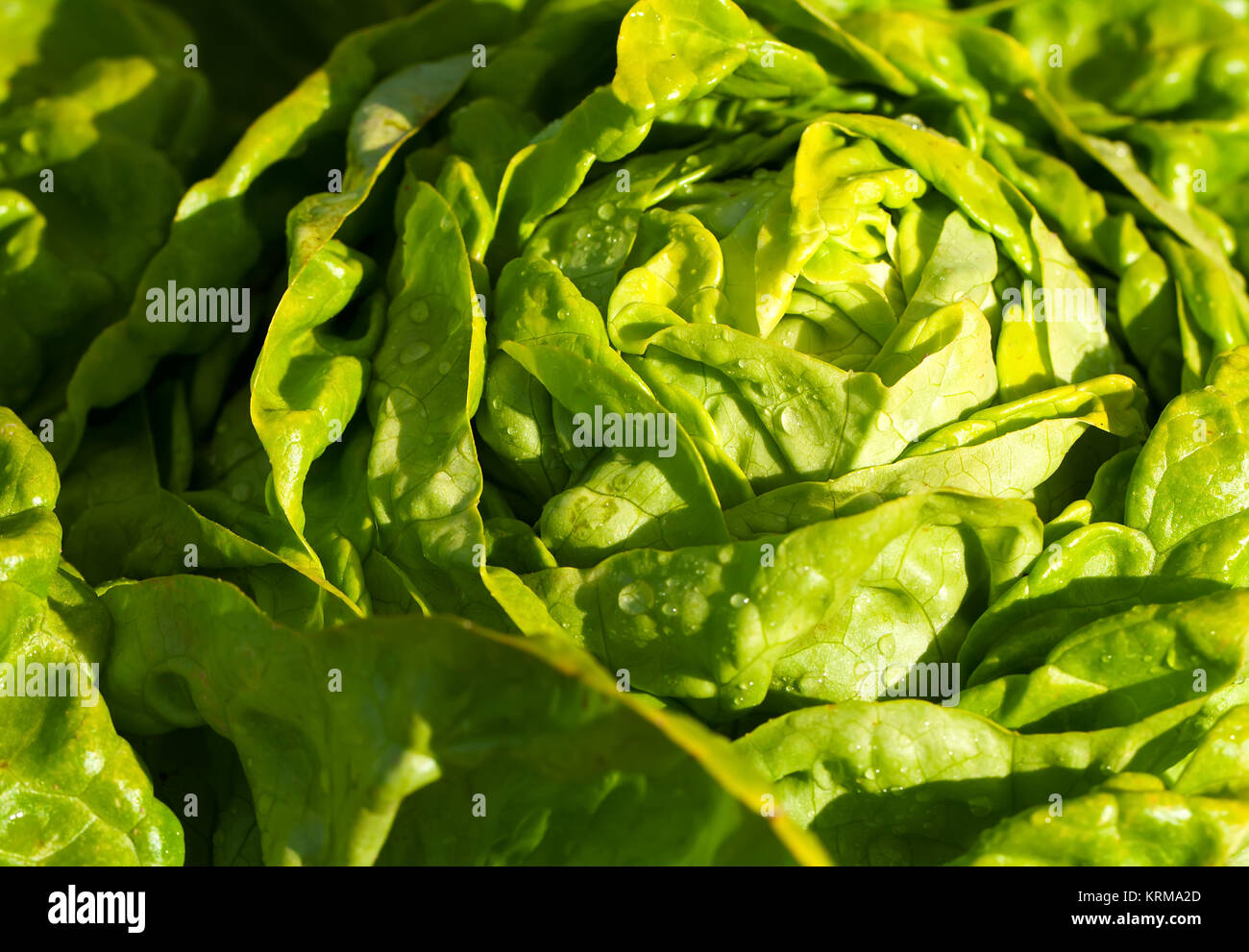 Grüne Salat Stock Photo