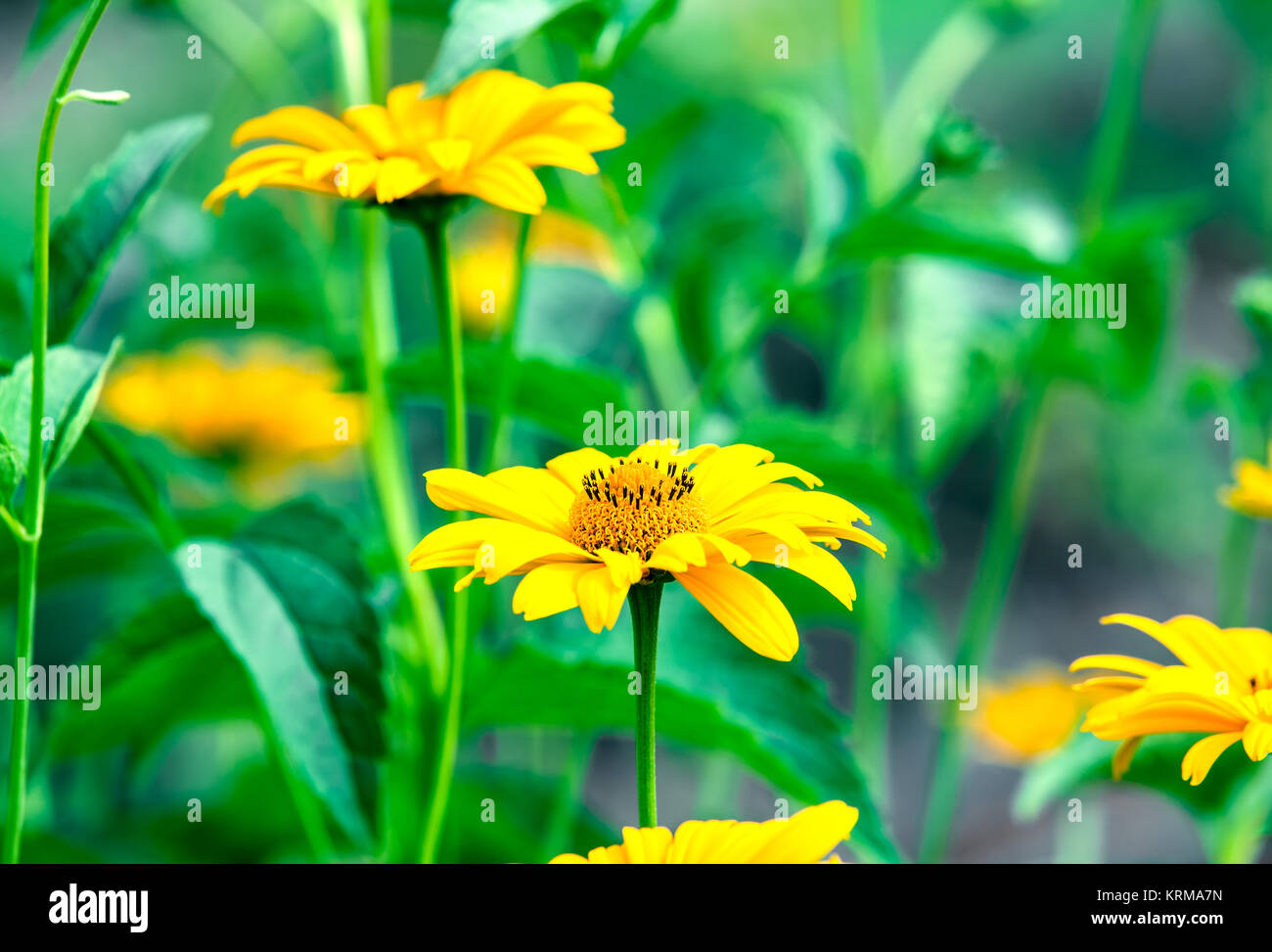 Sonnenaugen Blumen (Heliopsis) Stock Photo