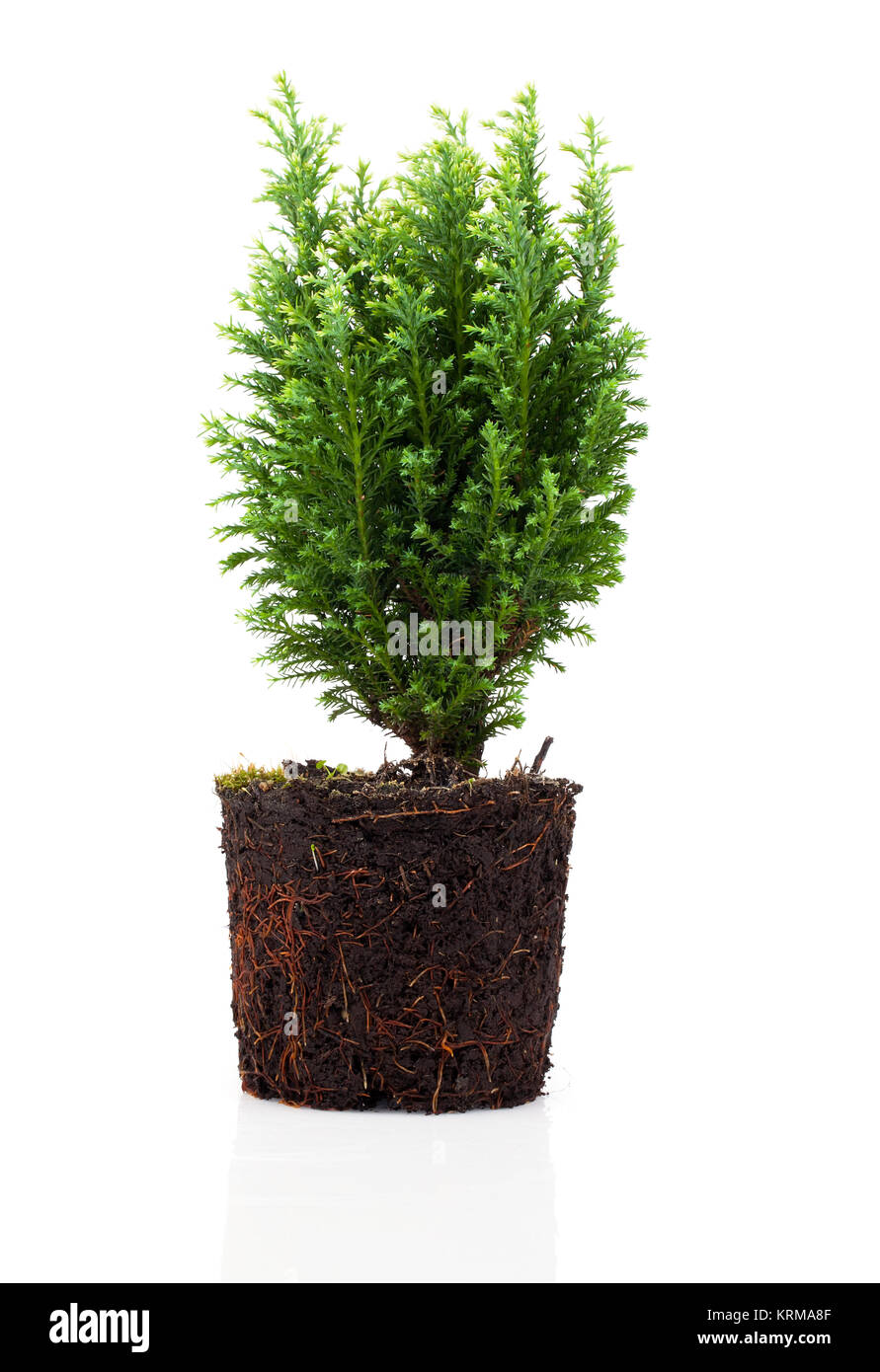 Cypress, Thuja mit Wurzeln Stock Photo
