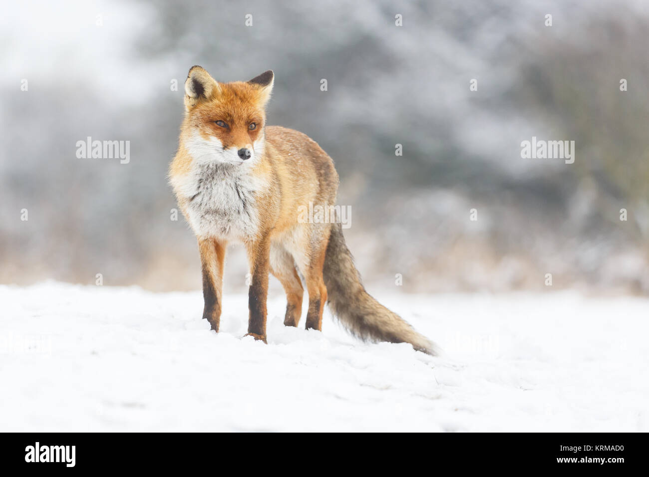 red fox in a winter landscape Stock Photo