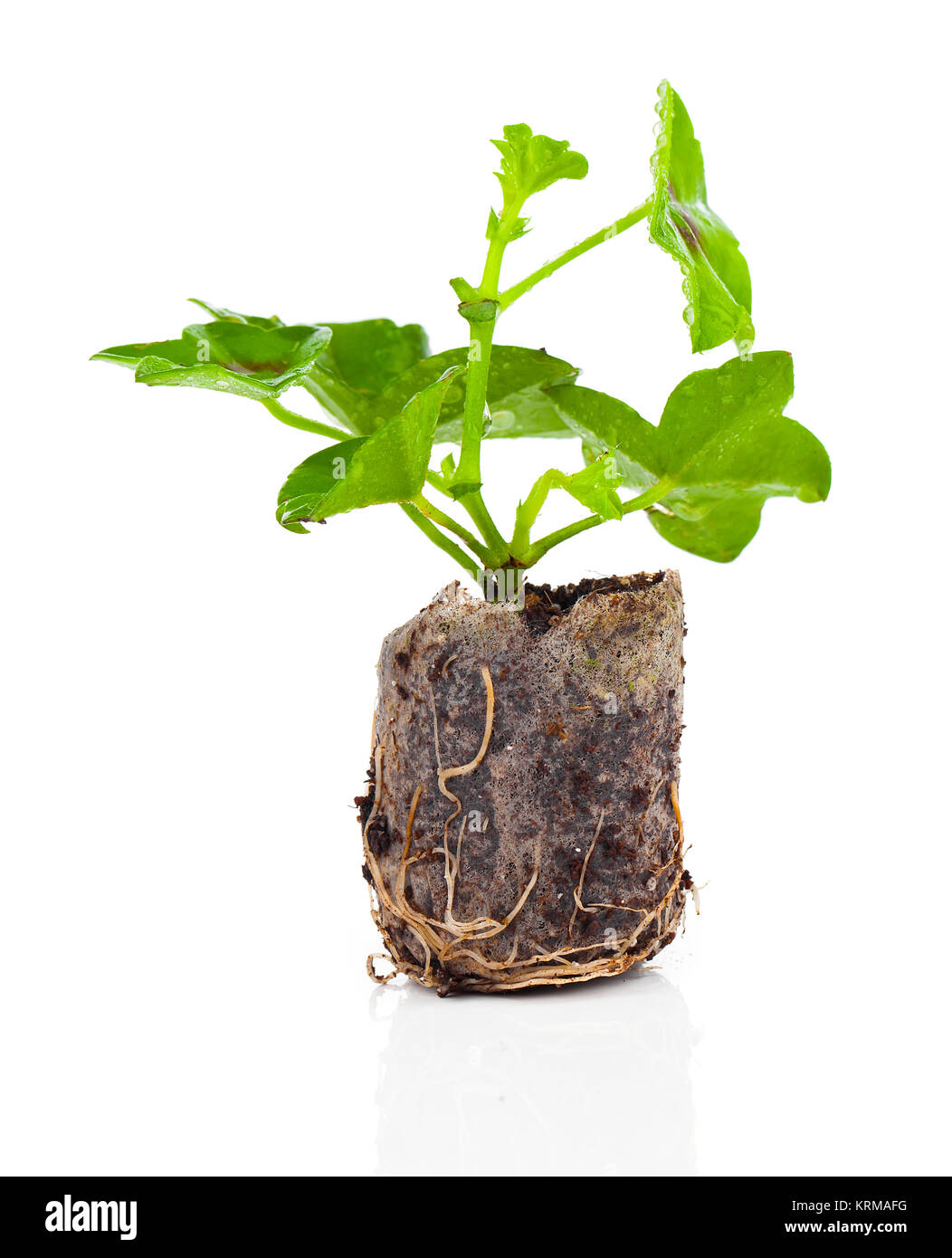 Geranium mit Wurzeln bereit zu pflanzen Stock Photo