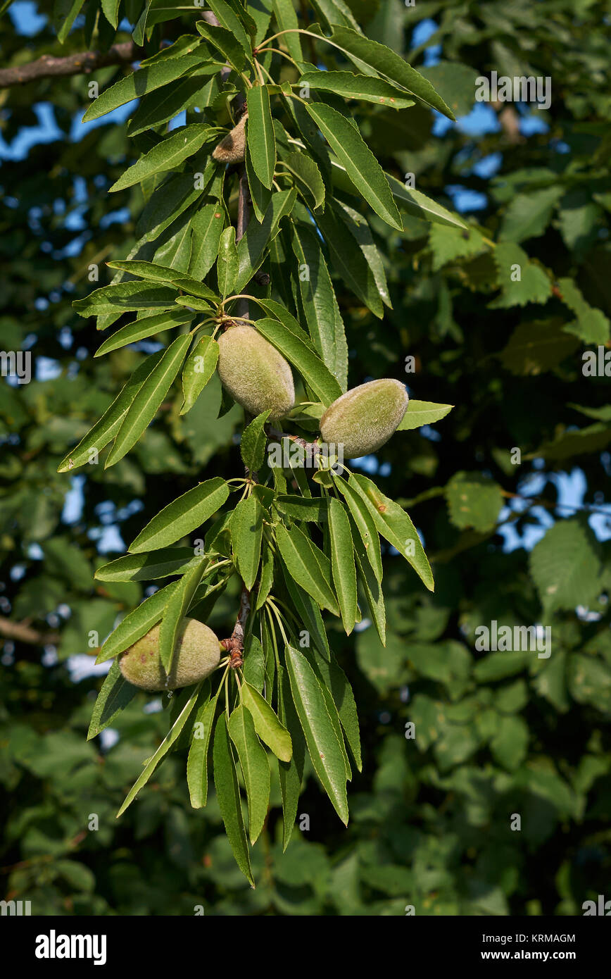Prunus dulcis botanical hi-res stock photography and images - Alamy