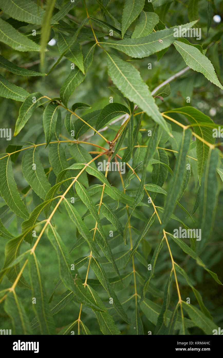 Juglans fraxinifolia hi-res stock photography and images - Alamy