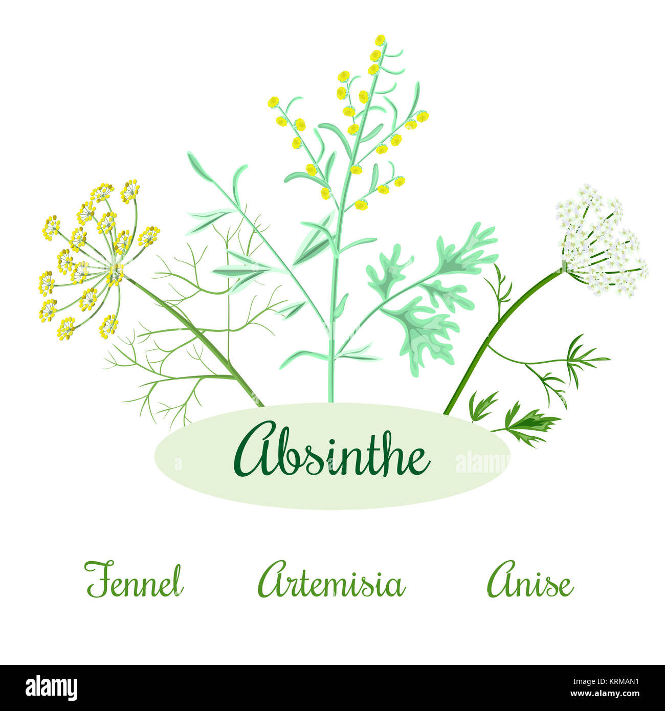 absinthe herbs ingredients Stock Photo