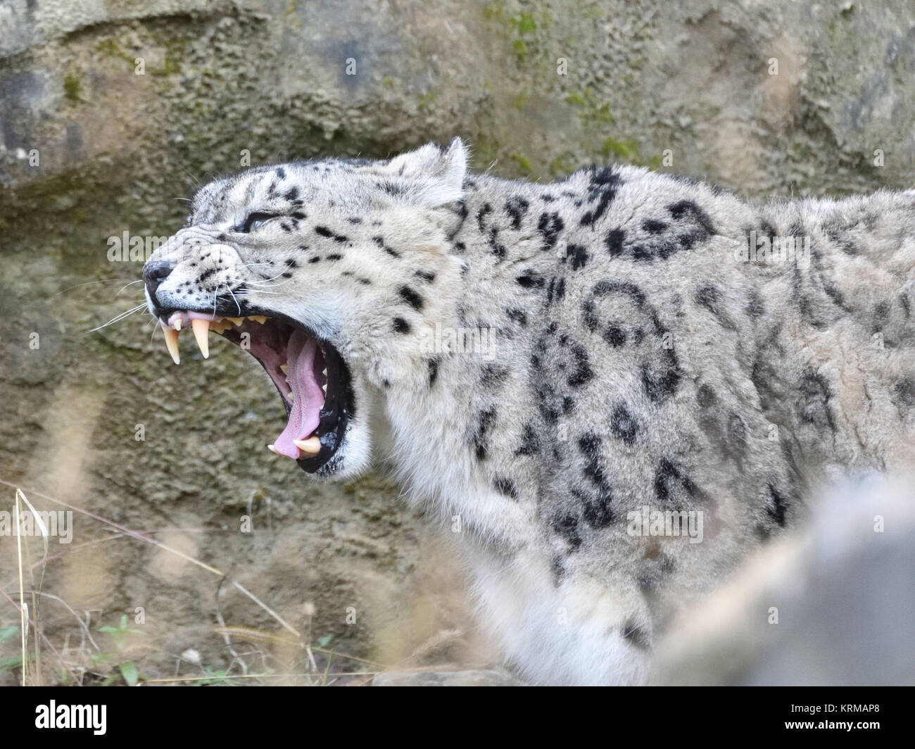 snow leopard roars and snarls Stock Photo - Alamy