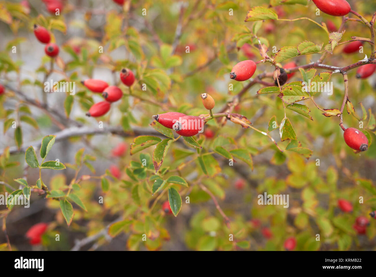 Rosa canina Stock Photo