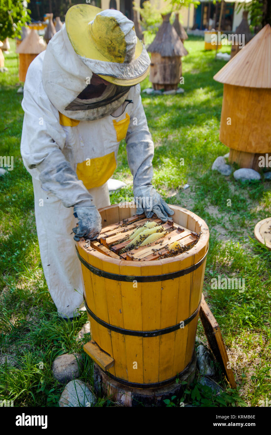 Beekeeper on apiary. Working apiarist. Beekeeper holding frame of ...