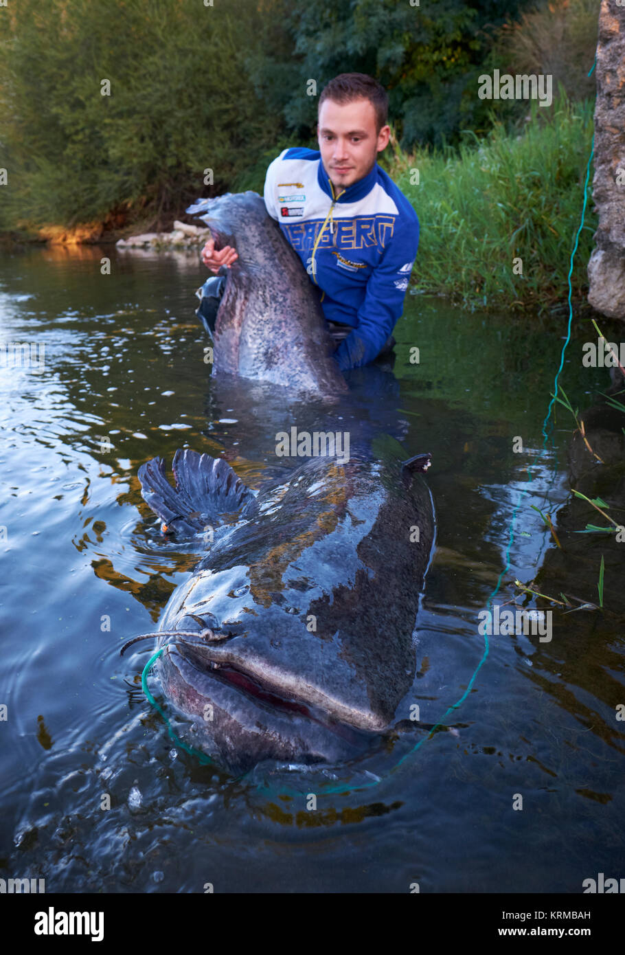 A fisherman catches a huge Catfish in the Loire River in Amboise in the
