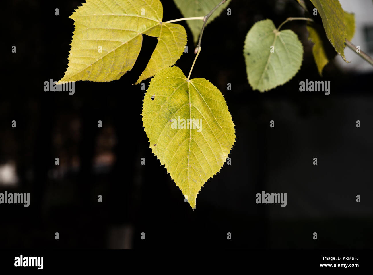 Golden autumn leaves frame serene hi-res stock photography and images ...